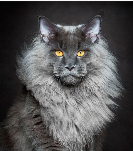 猫界的霸道总裁,这犀利的眼神,更像狮子