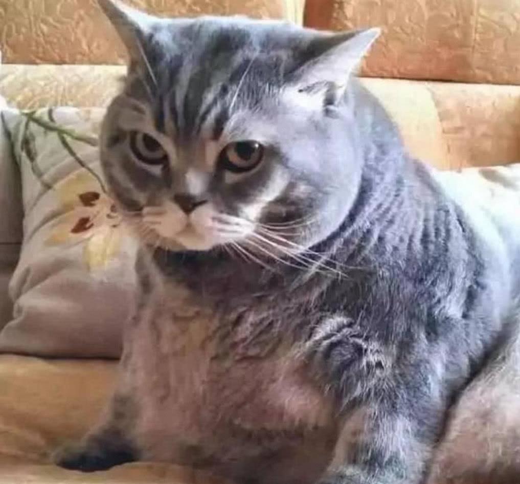 女子看着眼前的大肥猫,都不好意思说是自己的小可爱了