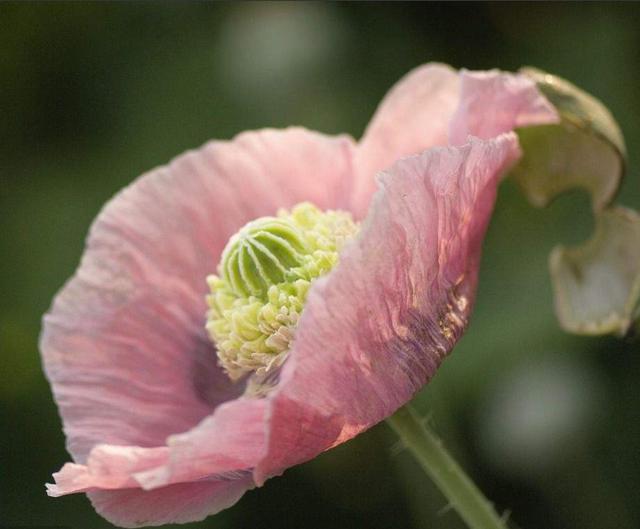 牡丹罂粟:花大色艳,美丽的牡丹罂粟,快来看看吧