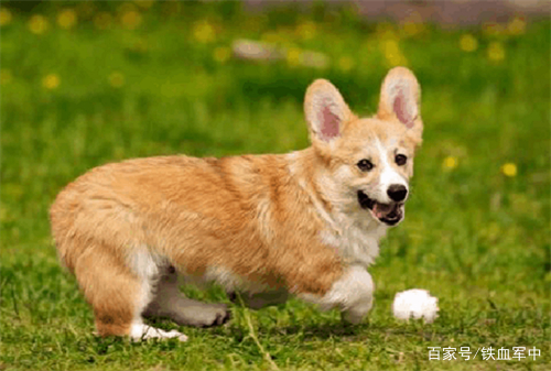 如何让五个月的柯基狗狗快速胖起来,柯基吃什