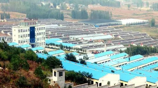 养殖业纷纷亏损,为何温氏、大北农、新希望还