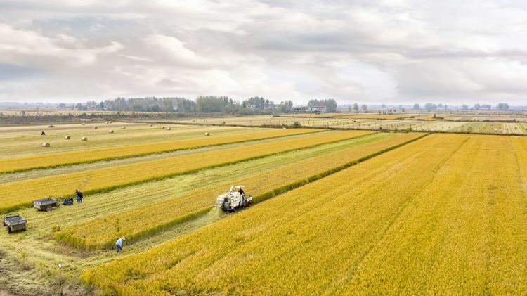 徐超摄影:在希望的田野上