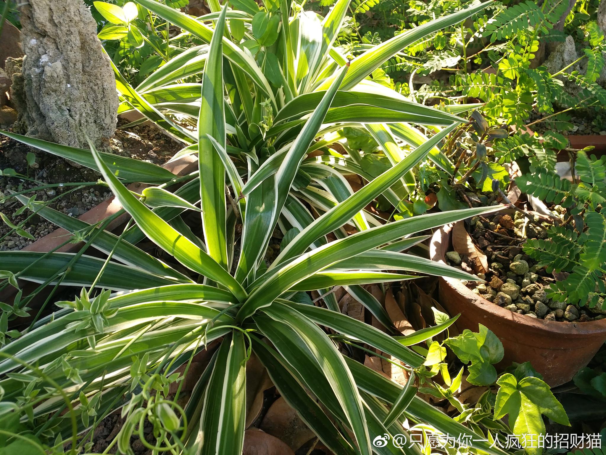老鹰是世界上寿命最长的鸟类。它一生的年龄可