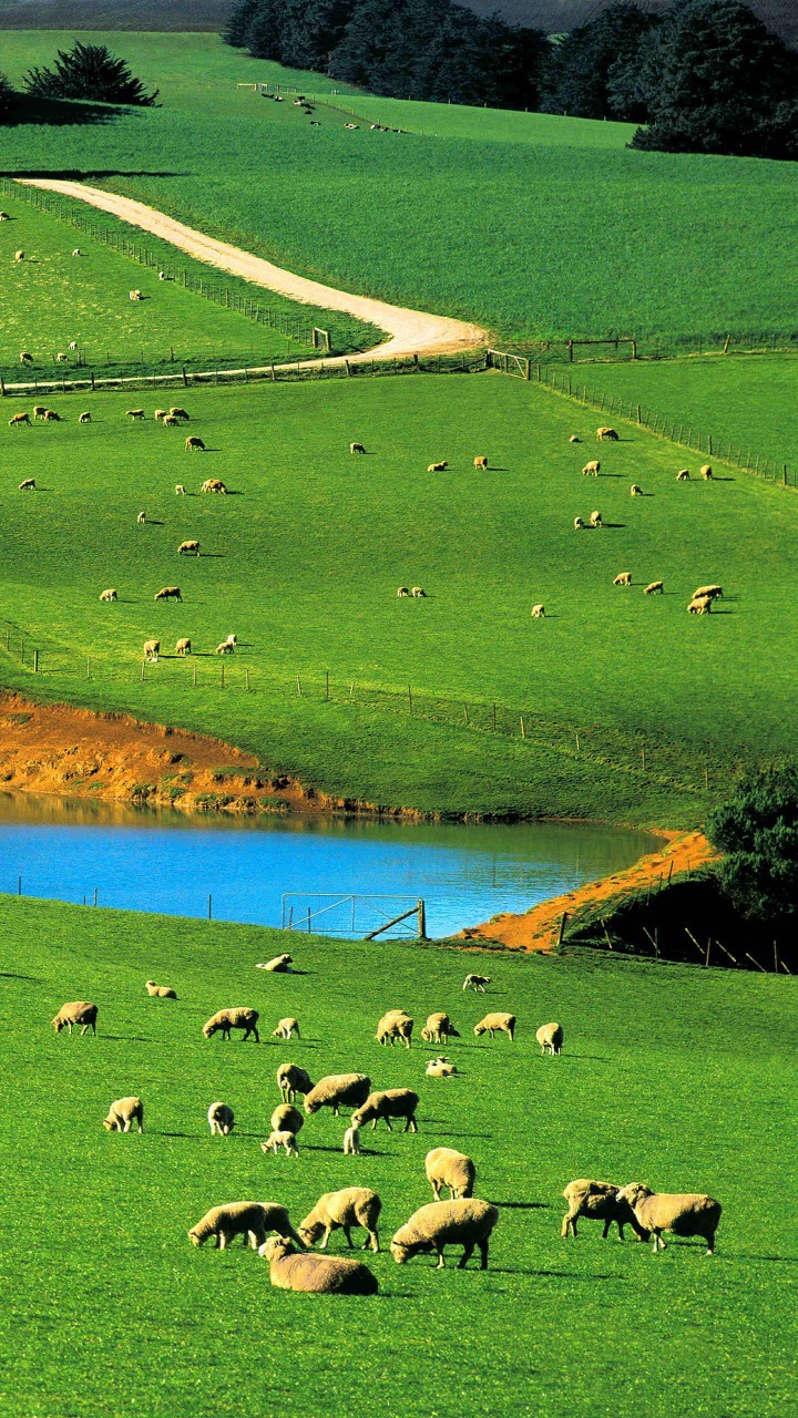 每年这个时候,我就想去草原赛赛马,赶赶羊,感觉只有辽阔的大草原才能
