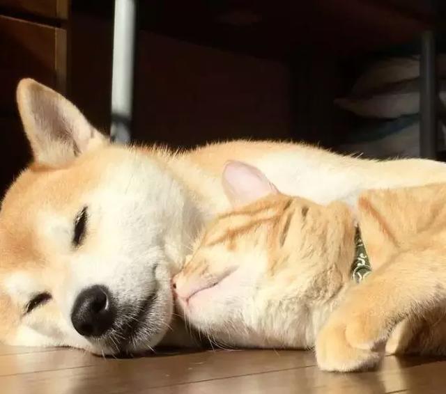 天天吃狗粮是一种怎样的体验?主人说连饭钱都省了