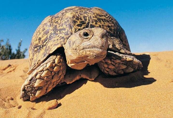 现存体型最大的10种龟类, 排名第一的大龟能驮