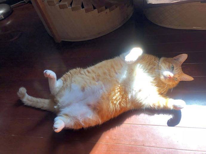 大橘猫翻着肚子晒太阳,好胖啊