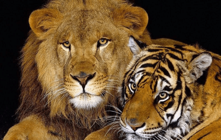 全面分析狮子和老虎到底谁是百兽之王?