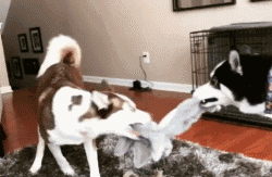 家里有这么两个活宝,每天都有新鲜的表情包可以欣赏!