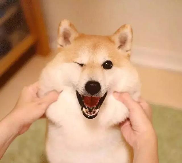 说表情包不够用啦?柴犬:本汪来安排!
