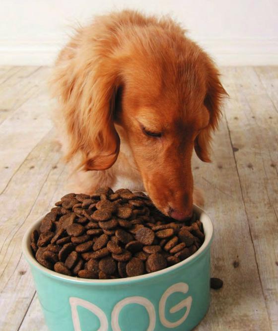 狗狗总是吃狗粮好吗? 喂狗狗食物时要注意什么?