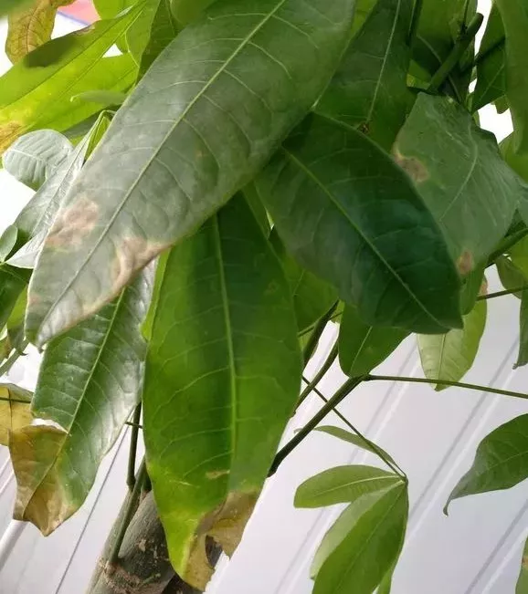 发财树茶花发黄掉叶子小心直接死翘翘