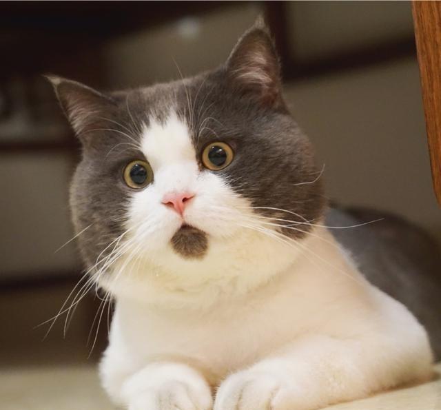 满脸惊奇的惊讶猫"斑斑",行走的表情包
