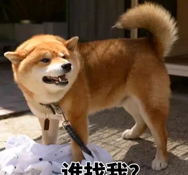 一大波柴犬表情包袭来戏精上线尔等闪开