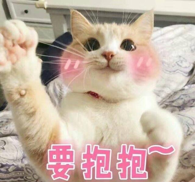 萌猫可爱表情,我带着有趣和萌萌哒,日常v表情二头权律像表情包短发图片