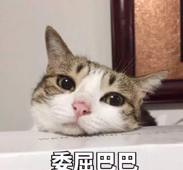 最近很火的表情包:可爱猫咪系列第二弹|表情包|猫咪