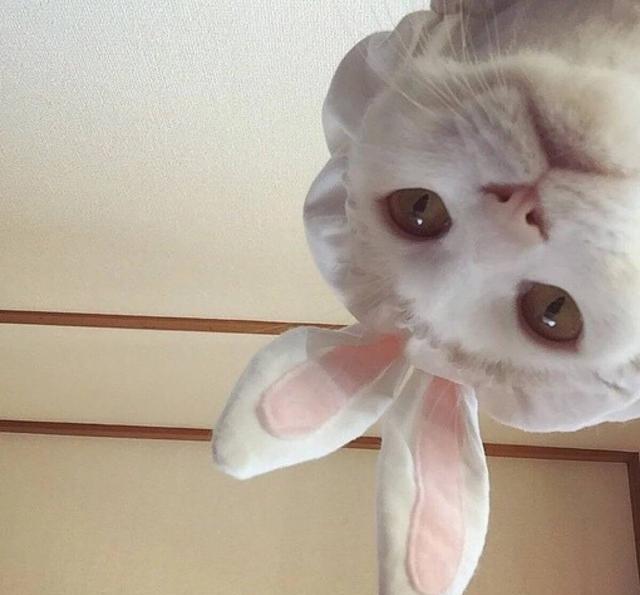 那些可爱的猫咪表情包之人家要亲亲