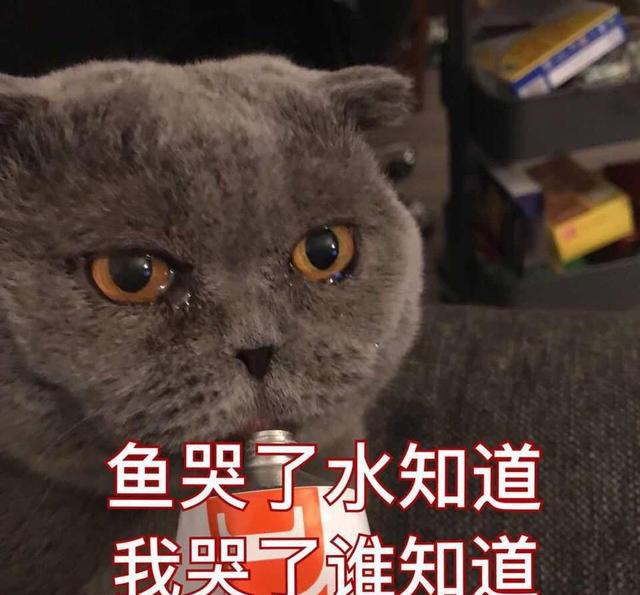 可爱萌猫说了这些搞笑的话