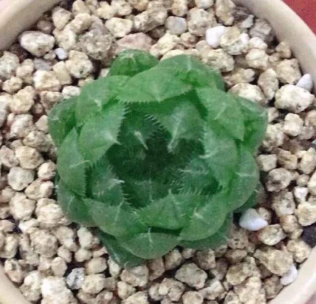 养多肉时出现的这10个常见问题，太实用了！果断收藏~~