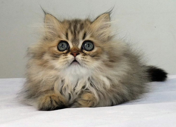 什么品种的猫最好养?十大比较好养的猫!你家养的猫听话吗?|猫|暹罗猫 ...