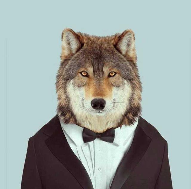 动物系:有趣好看的微信头像