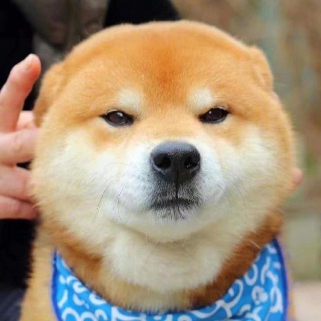 拥有一只柴犬就拥有了全世界的表情包,揉揉它的狗头太