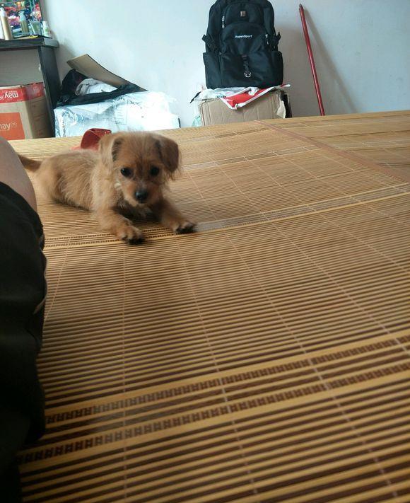 一只流浪狗的故事，看到可怜就收养了