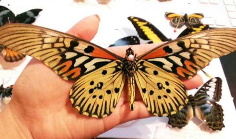 盘点,世界八大最珍稀蝴蝶,最名贵的来自中国,你见过几
