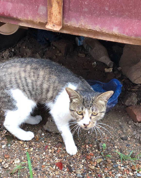楼下一只面对选爱情或面包的流浪猫,它最后的
