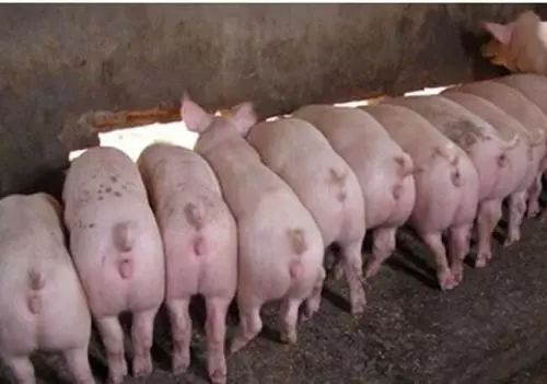 养殖业纷纷亏损,为何温氏、大北农、新希望还