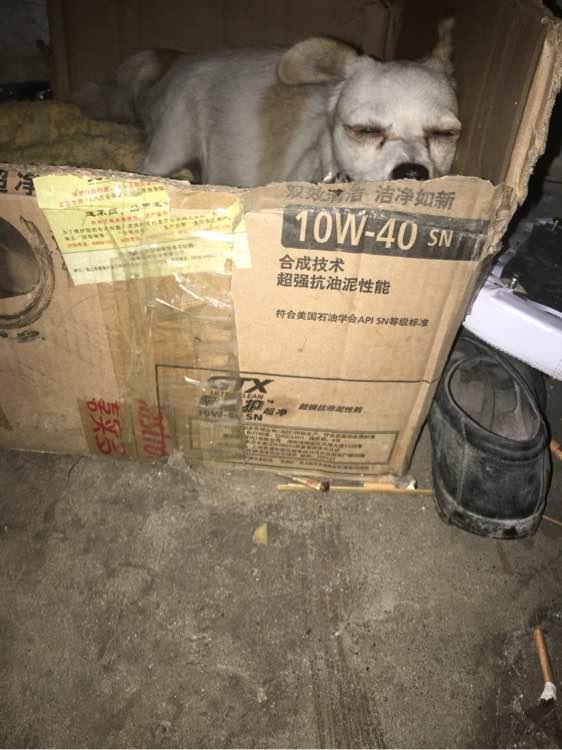 狗妈妈羊水破了,男孩带回家偷偷养在床底下,这