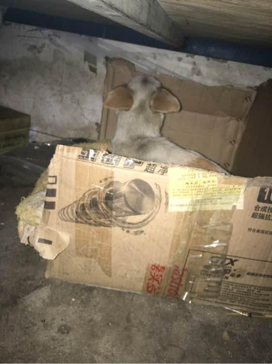 狗妈妈羊水破了,男孩带回家偷偷养在床底下,这