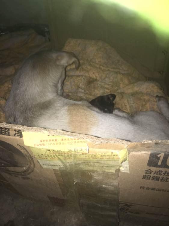 狗妈妈羊水破了,男孩带回家偷偷养在床底下,这