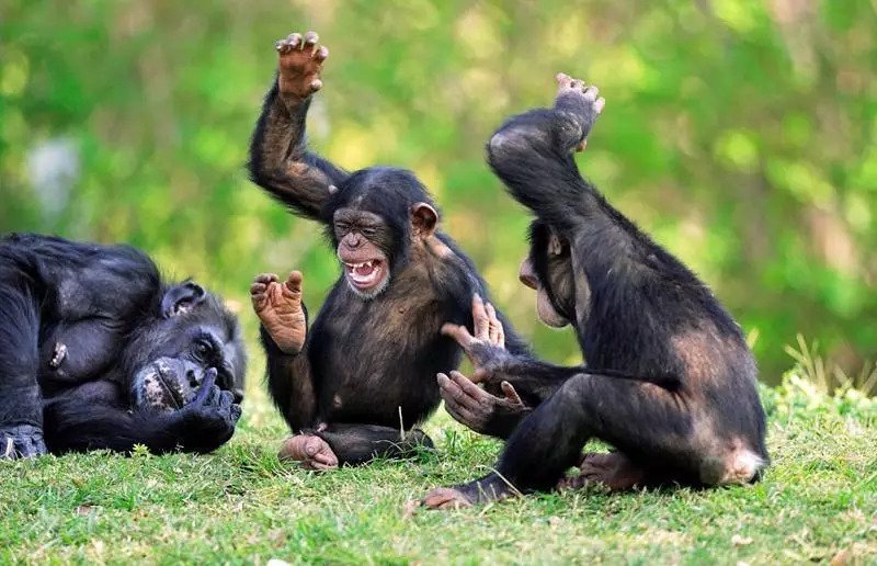 黑猩猩是怎么把艾滋病传给黑人,再传到全世界
