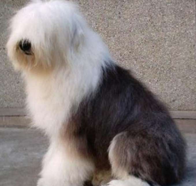 主人趁古牧犬熟睡剪掉它的长发 狗狗发现后