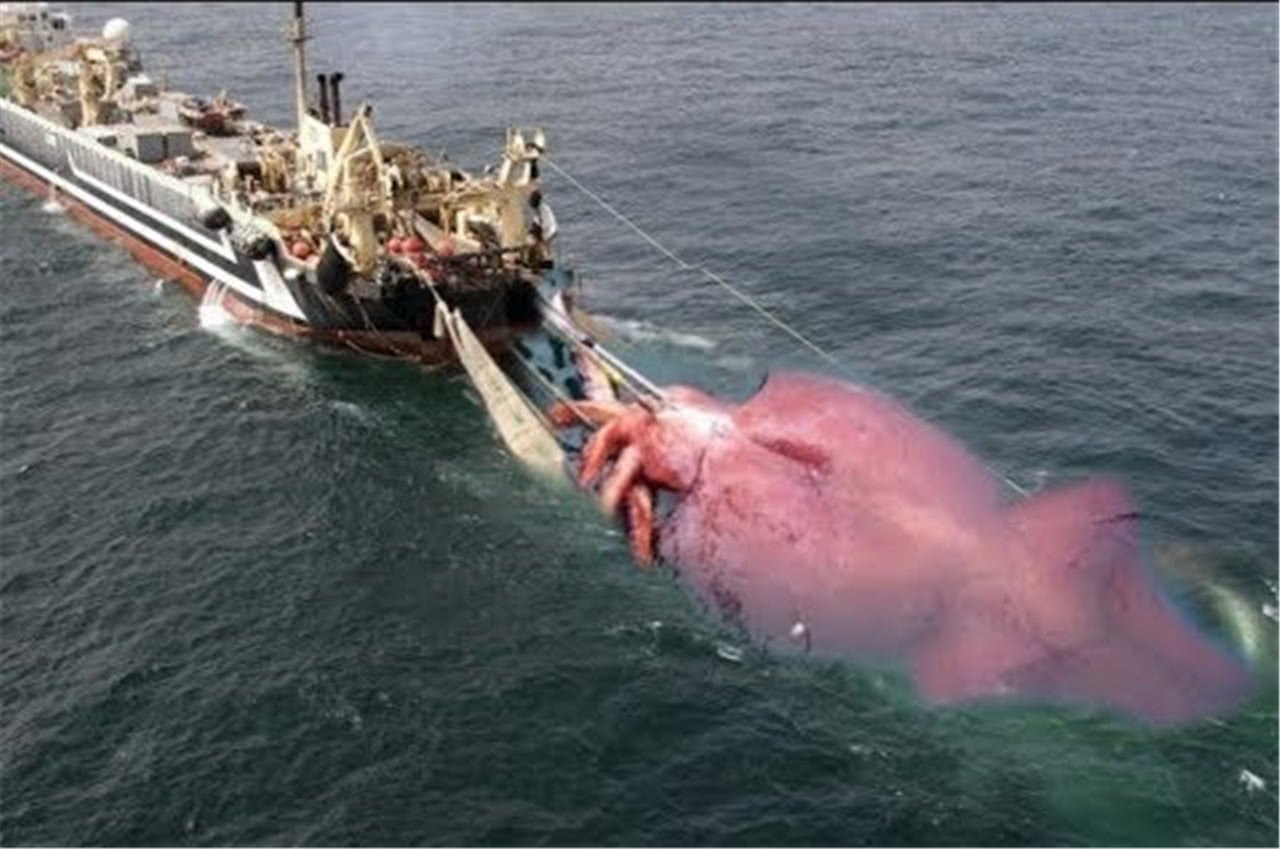 巨型乌贼图片真实 日本深海大王乌贼图片-优刊号