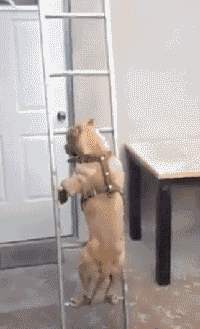 搞笑gif笑话:胆色不错啊,明知有个这么恐怖的丈母娘还