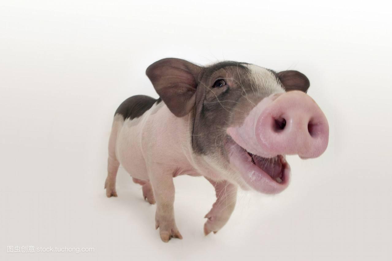 小香猪，真香|摄影|宠物摄影|PS亲宠摄影 - 原创作品 - 站酷 (ZCOOL)