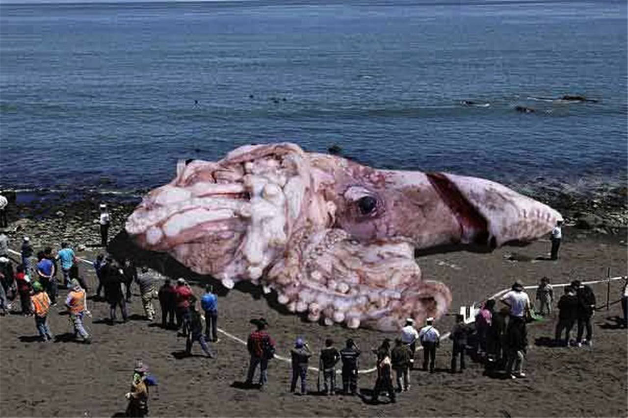 重磅消息！人类再次捕捉到罕见巨型深海乌贼：中爪乌贼（或称大王酸浆鱿） - 哔哩哔哩