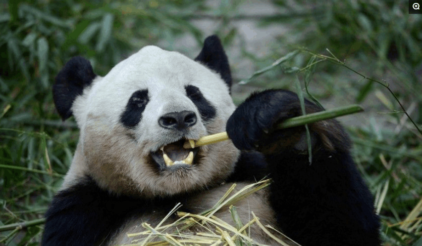 10种常见动物的牙齿特写照: 马的最喜感, 大熊猫的其实很强悍