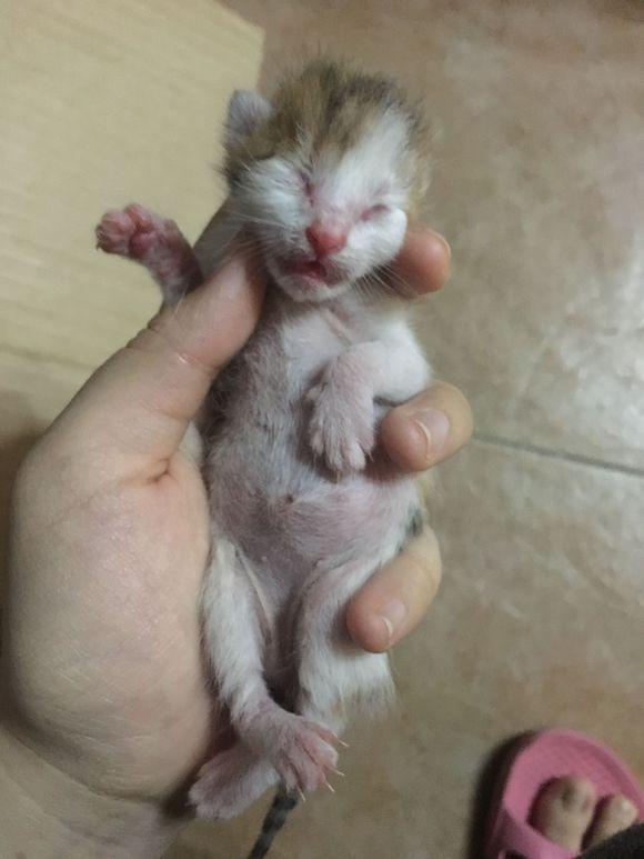 两只刚出生的小奶猫遗弃在家门口,捡回半个月后,同事
