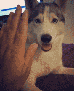 壁纸 动物 狗 狗狗 250_307 gif 动态图 动图