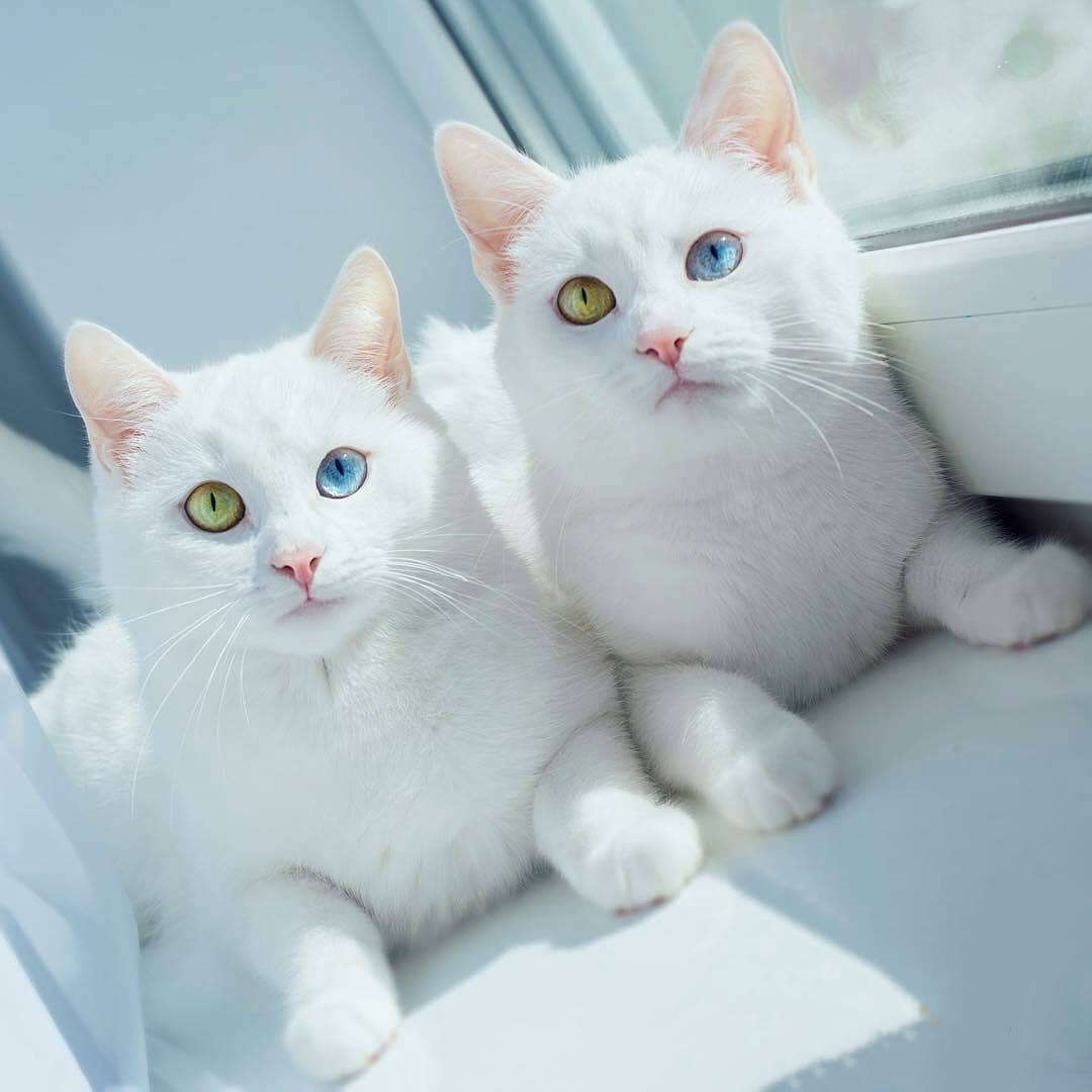 阴阳眼双胞胎白猫咪