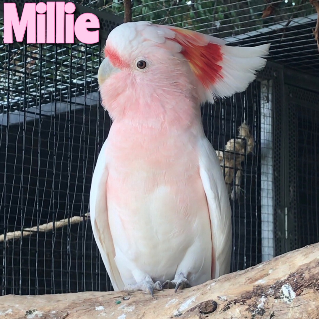 觉得这种鹦鹉好可爱,像水蜜桃by/katie"s birds