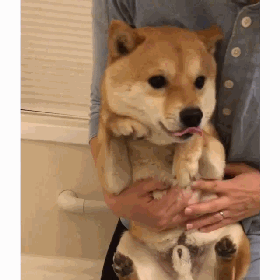 壁纸 动物 狗 狗狗 280_280 gif 动态图 动图