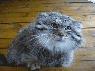 你见过方形的喵星人吗?兔狲了解一下