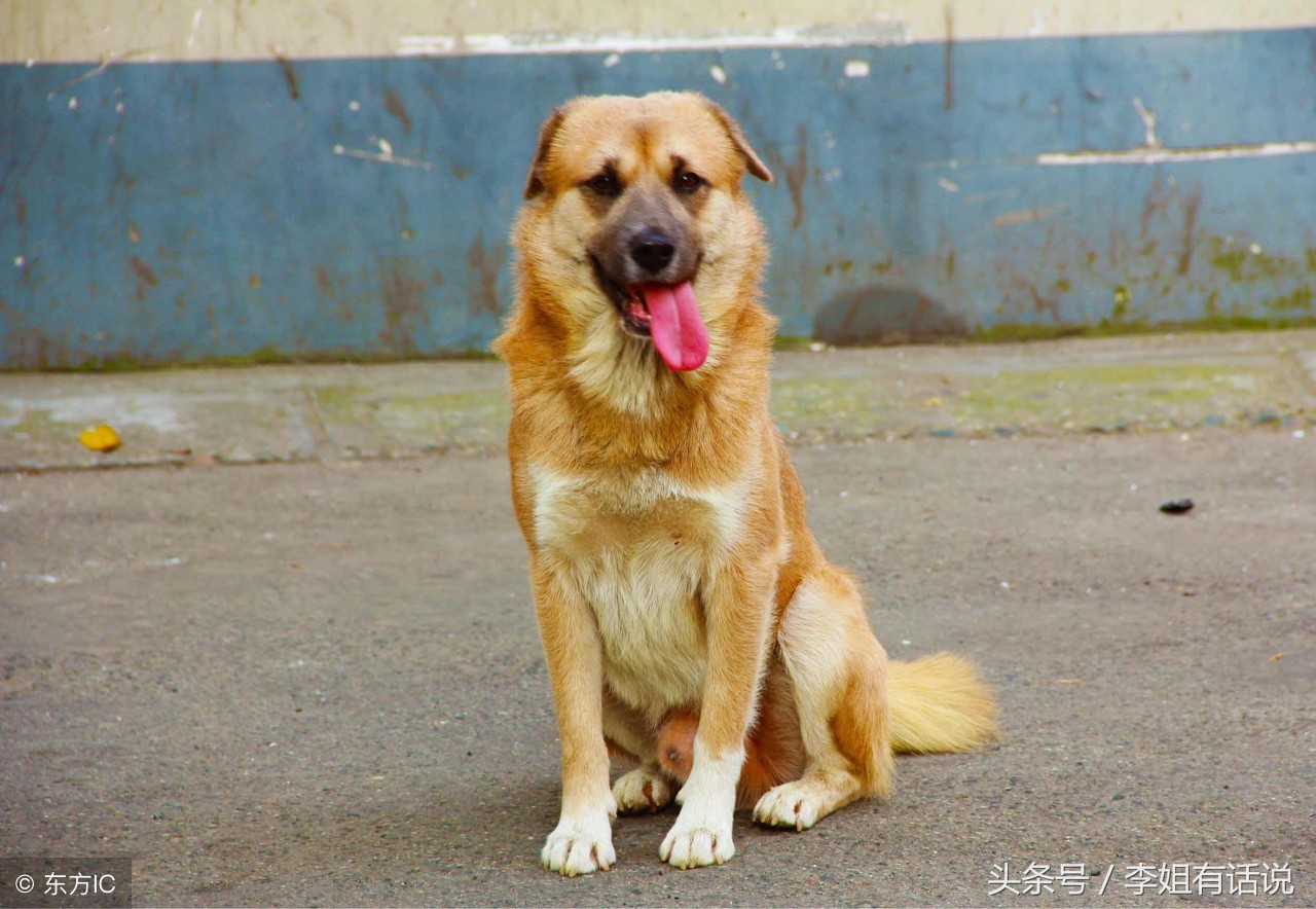 狗与人,人与狗,记忆中的几只土狗,与一次打狂犬