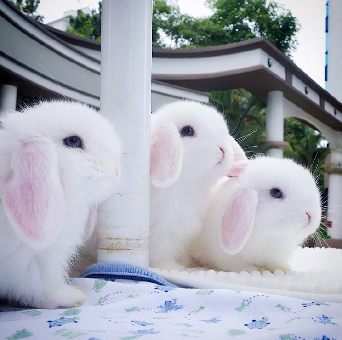 又白又软的小兔子,超级可爱