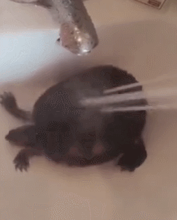 乌龟洗澡高兴过头,主人:洗个澡都不正经!