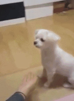 壁纸 动物 狗 狗狗 250_340 竖版 竖屏 手机 gif 动态图 动图